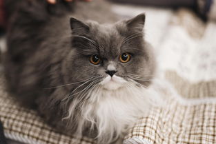 网红猫有谁，2025网红猫咪排行榜前十名